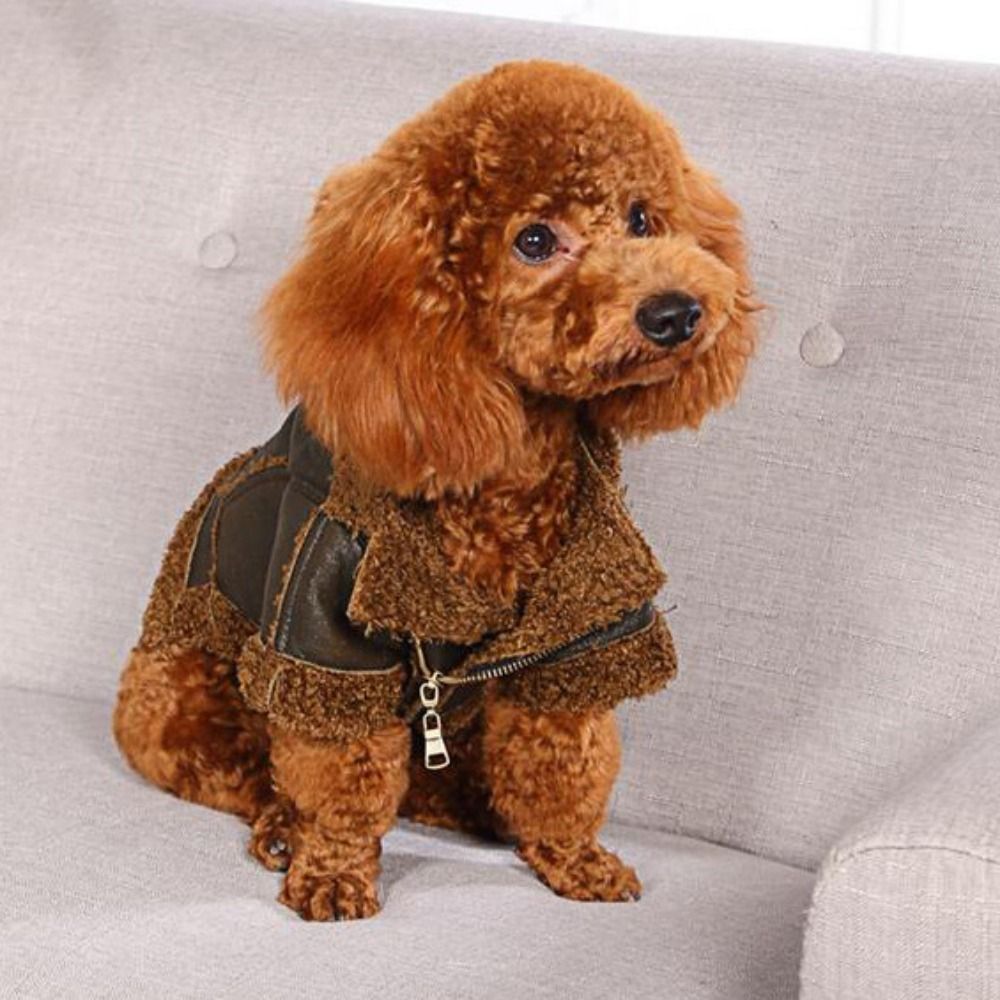 Abrigo cálido para perro, chaq - Motorcycle Gear Dogs reseña y precio