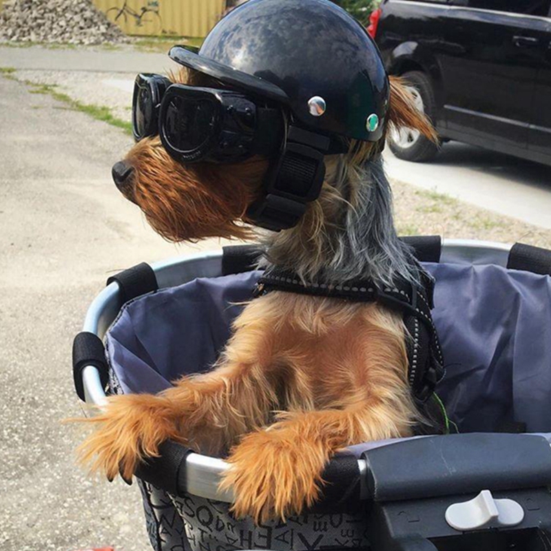 Cascos para mascotas Perro Gat - Motorcycle Gear Dogs reseña y precio